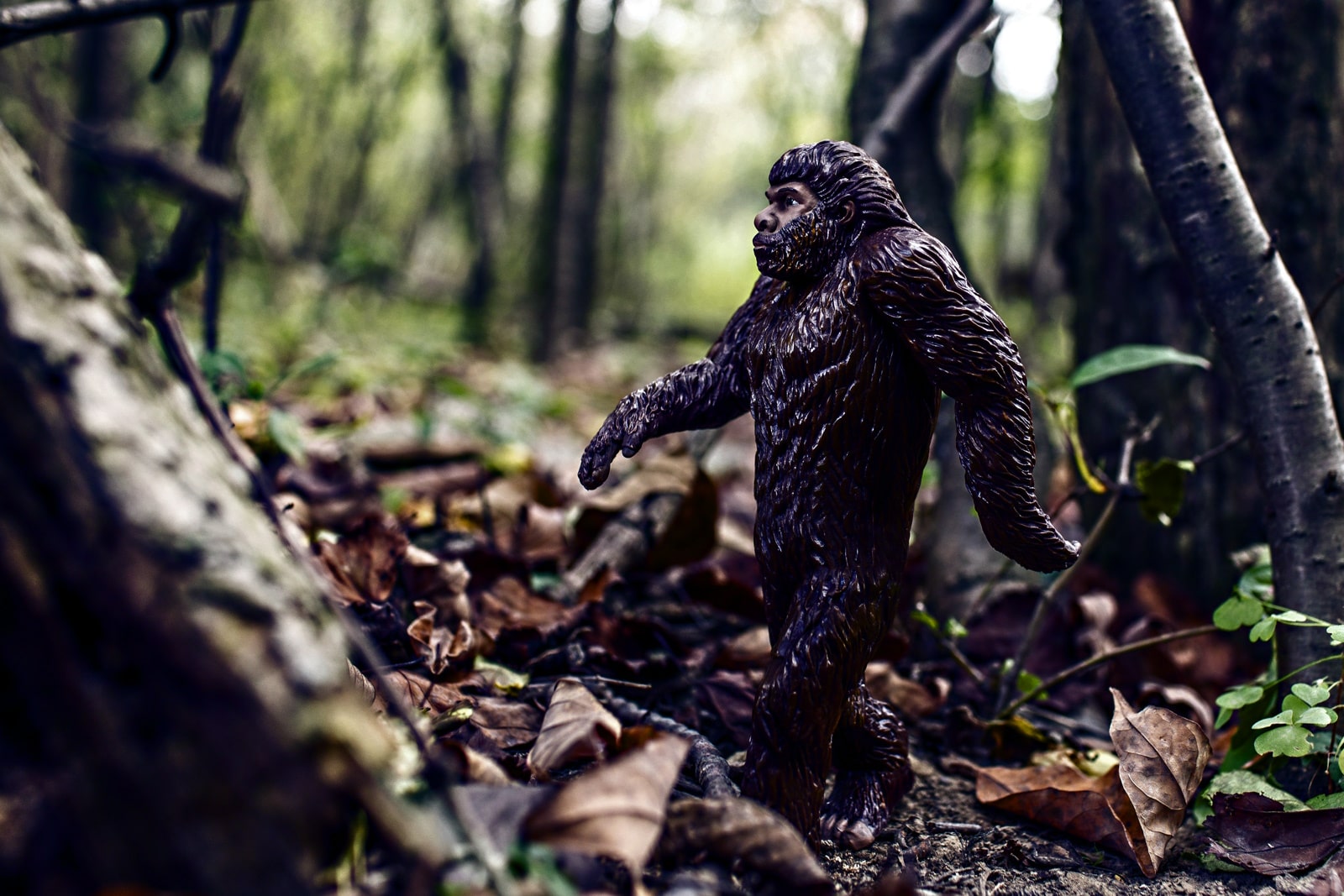 Is Bigfoot hiding in northwest New Mexico?